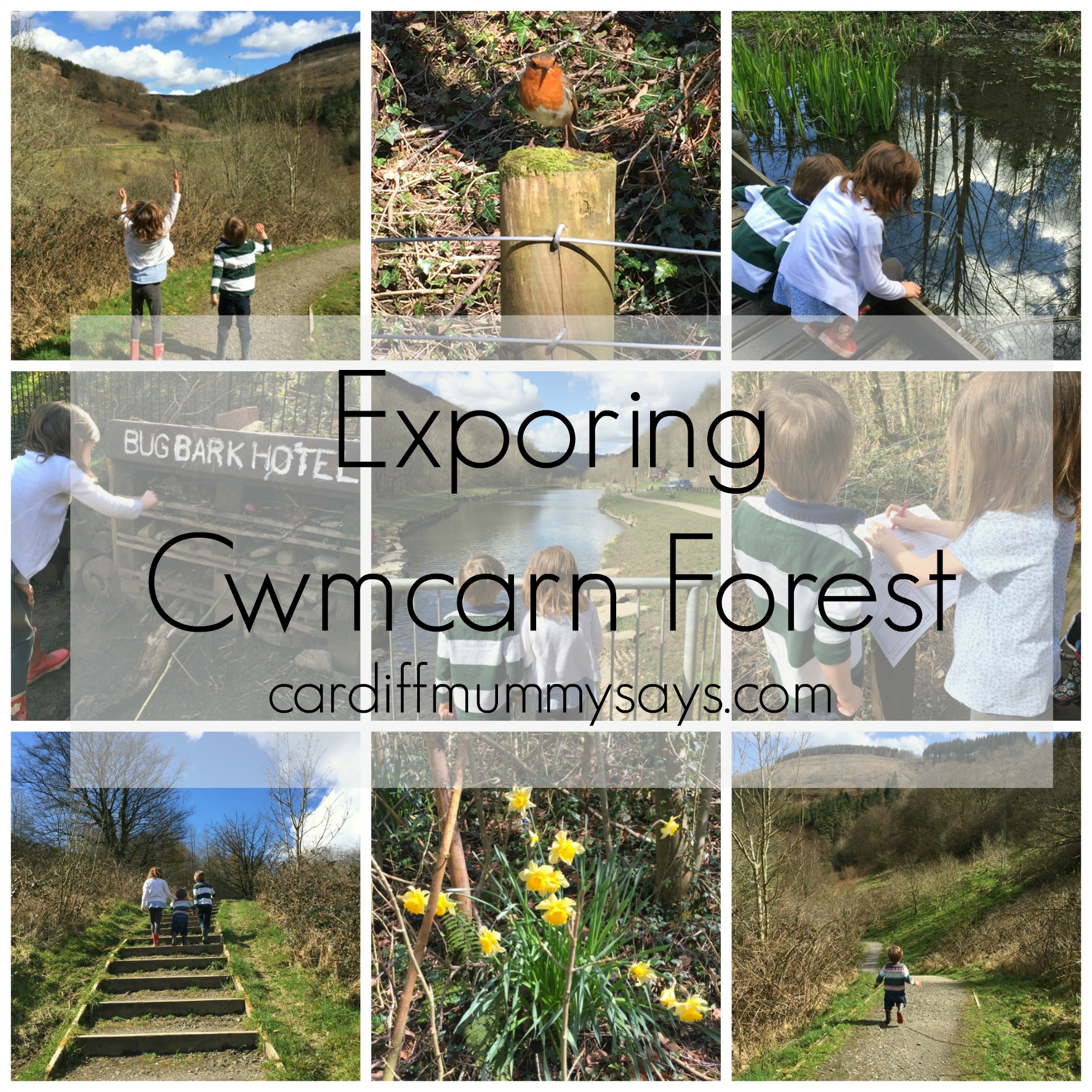 Cwmcarn Forest