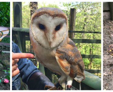 Ebbw Vale Owl Sanctuary