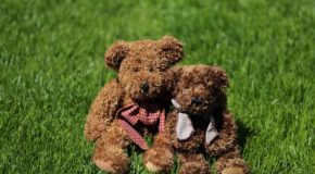 Two teddy bears in a field