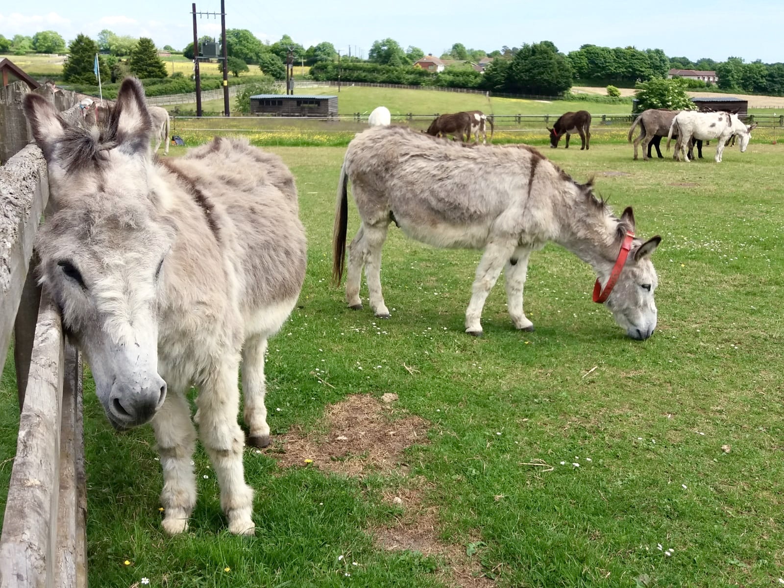 Donkey Sanctuary Sidmouth