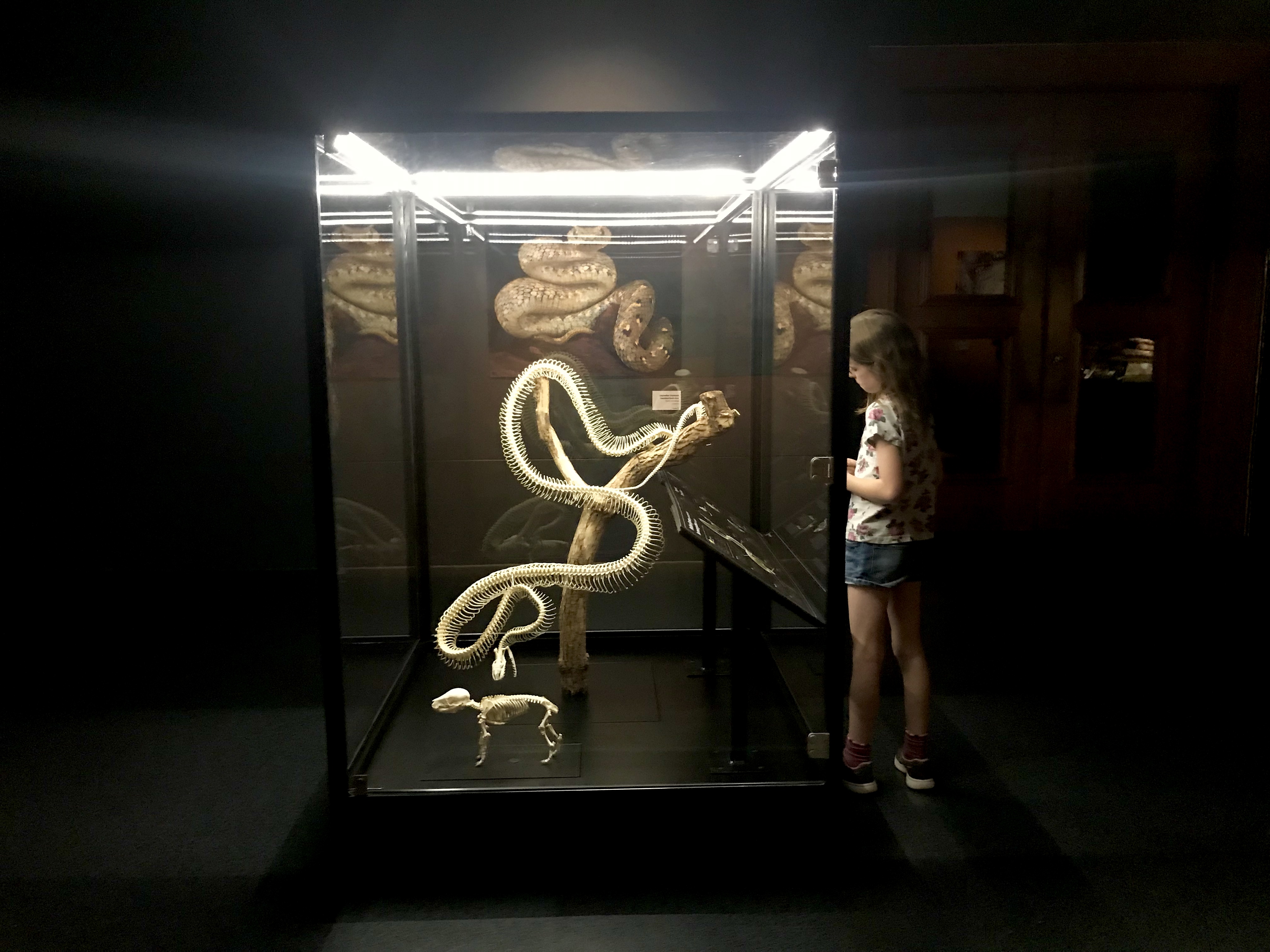 Snakes! National Museum Cardiff