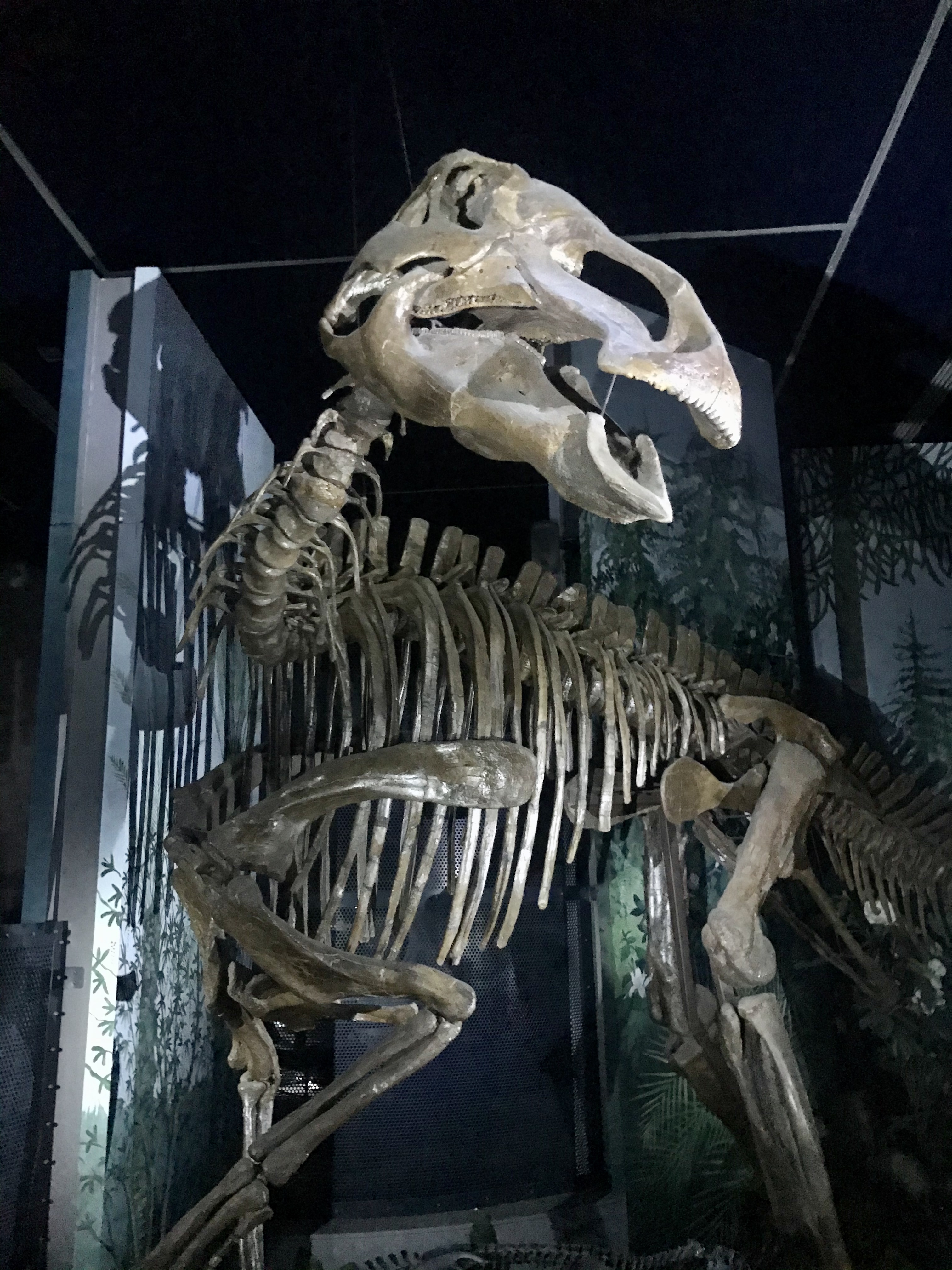 Museum Nights Dino Sleepover National Museum Cardiff